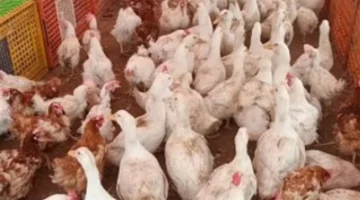 تغيرات في أسعار البانيه والأوراك بأسواق ومنافذ الدولة خلال تعاملات السبت